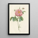 Rosa Gallica Flore Marmoreo - Pierre Joseph Redouté — framed artwork on a wall