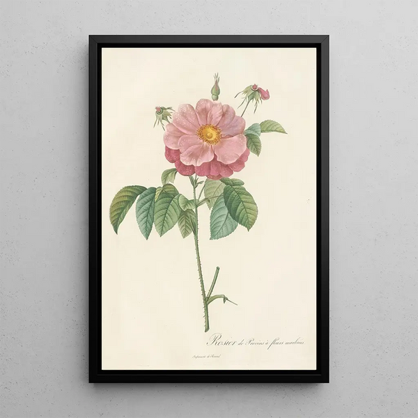 Rosa Gallica Flore Marmoreo - Pierre Joseph Redouté — framed artwork on a wall