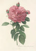 Rosa Gallica Flore giganteo - Pierre Joseph Redouté — artwork view