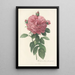 Rosa Gallica Flore giganteo - Pierre Joseph Redouté — framed artwork on a wall