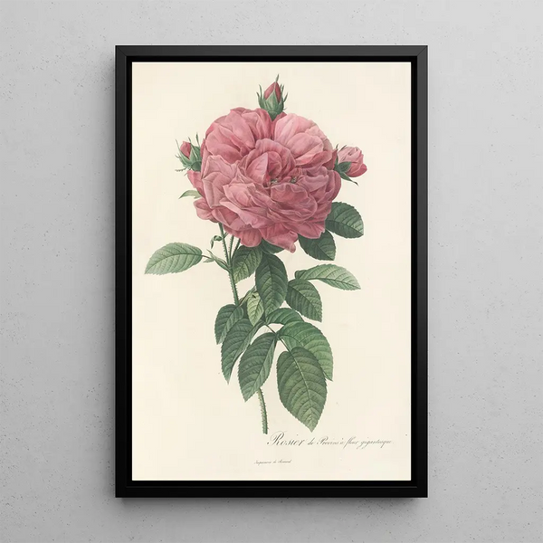 Rosa Gallica Flore giganteo - Pierre Joseph Redouté — framed artwork on a wall