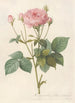 Rosa Gallica Granatus - Pierre Joseph Redouté — artwork view