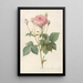 Rosa Gallica Granatus - Pierre Joseph Redouté — framed artwork on a wall