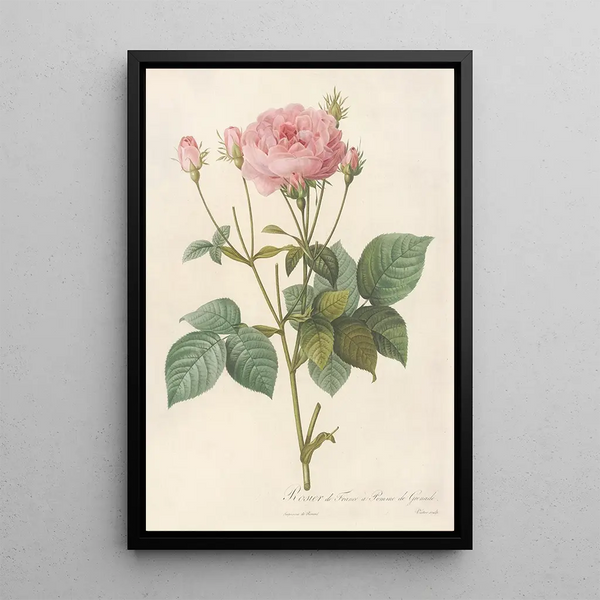 Rosa Gallica Granatus - Pierre Joseph Redouté — framed artwork on a wall