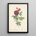 Rosa Gallica Gueriniana - Pierre Joseph Redouté — framed artwork on a wall