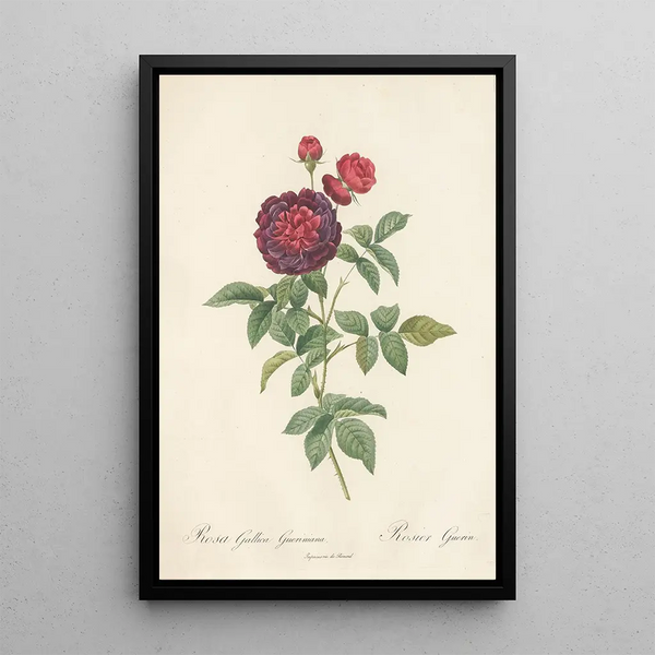Rosa Gallica Gueriniana - Pierre Joseph Redouté — framed artwork on a wall