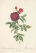 Rosa Gallica Gueriniana - Pierre Joseph Redouté — artwork view