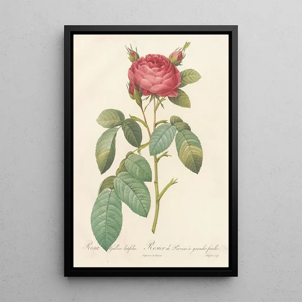 Rosa Gallica Latifolia - Pierre Joseph Redouté — framed artwork on a wall