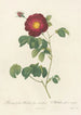Rosa Gallica Maheka Flore Subsimplici - Pierre Joseph Redouté — artwork view