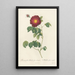 Rosa Gallica Maheka Flore Subsimplici - Pierre Joseph Redouté — framed artwork on a wall