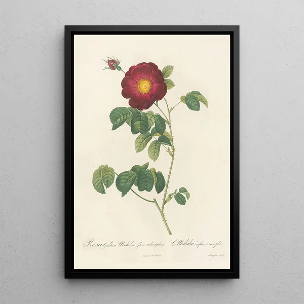 Rosa Gallica Maheka Flore Subsimplici - Pierre Joseph Redouté — framed artwork on a wall