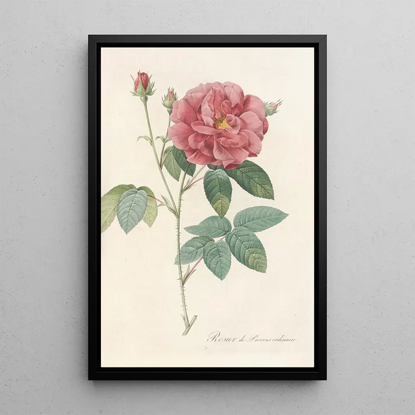 Rosa Gallica Officinalis - Pierre Joseph Redouté — framed artwork on a wall