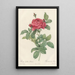 Rosa Gallica Pontiana - Pierre Joseph Redouté — framed artwork on a wall