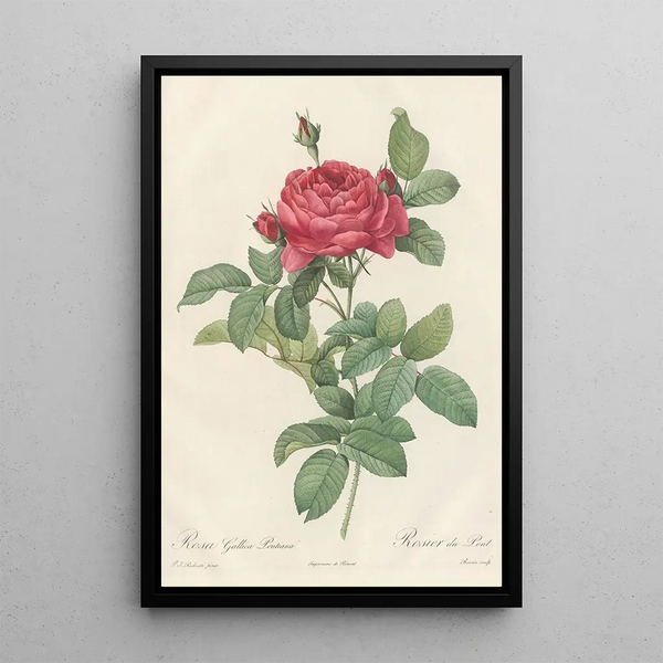 Rosa Gallica Pontiana - Pierre Joseph Redouté — framed artwork on a wall