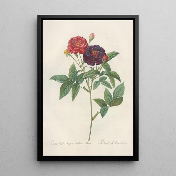 Rosa Gallica Purpurea Velutina - Pierre Joseph Redouté — framed artwork on a wall