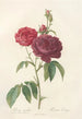 Rosa Gallica Purpuroviolacea Magna - Pierre Joseph Redouté — artwork view