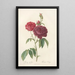 Rosa Gallica Purpuroviolacea Magna - Pierre Joseph Redouté — framed artwork on a wall