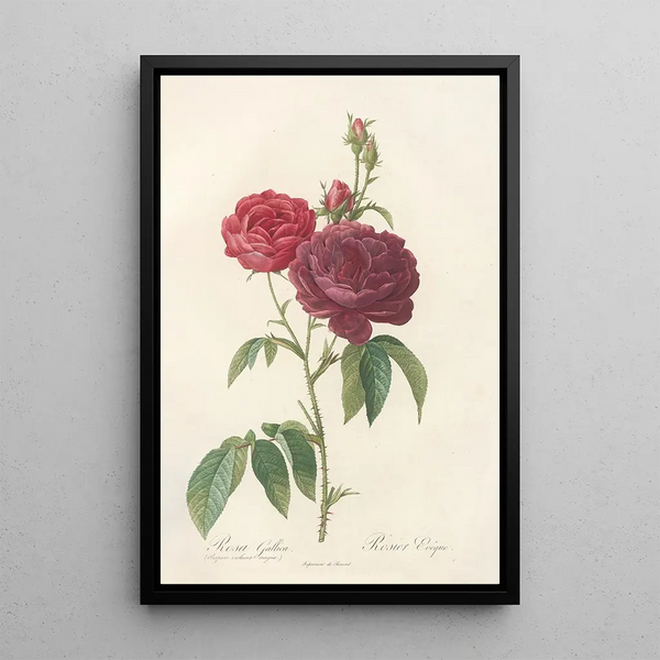 Rosa Gallica Purpuroviolacea Magna - Pierre Joseph Redouté — framed artwork on a wall