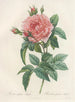 Rose Royale French - Pierre Joseph Redouté — artwork view