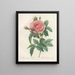 Rose Royale French - Pierre Joseph Redouté — framed artwork on a wall