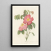 Rosa Gallica Rosea Flore Simplici - Pierre Joseph Redouté — framed artwork on a wall