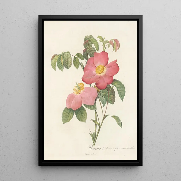 Rosa Gallica Rosea Flore Simplici - Pierre Joseph Redouté — framed artwork on a wall