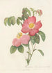 Rosa Gallica Rosea Flore Simplici - Pierre Joseph Redouté — artwork view