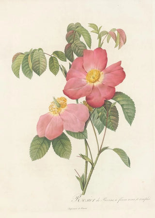 Pierre Joseph Redout - Rosa Gallica Rosea Flore Simplici.webp