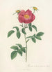Rosa Gallica Stapeliae Flora - Pierre Joseph Redouté — artwork view