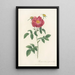 Rosa Gallica Stapeliae Flora - Pierre Joseph Redouté — framed artwork on a wall
