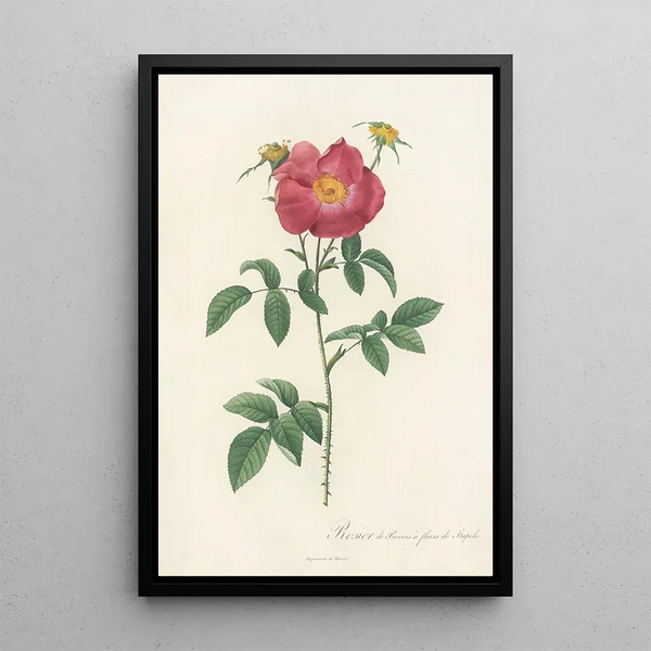 Rosa Gallica Stapeliae Flora - Pierre Joseph Redouté — framed artwork on a wall