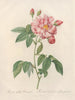 Rosa gallica versicolor - Pierre Joseph Redouté | Painting — artwork view