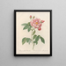 Rosa gallica versicolor - Pierre Joseph Redouté | Painting — framed artwork on a wall