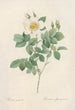 Rosa Geminata - Pierre Joseph Redouté — artwork view