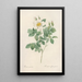 Rosa Geminata - Pierre Joseph Redouté — framed artwork on a wall