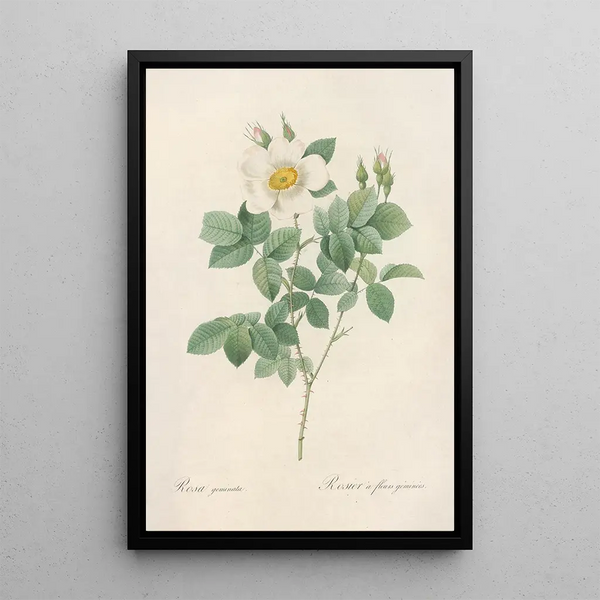 Rosa Geminata - Pierre Joseph Redouté — framed artwork on a wall