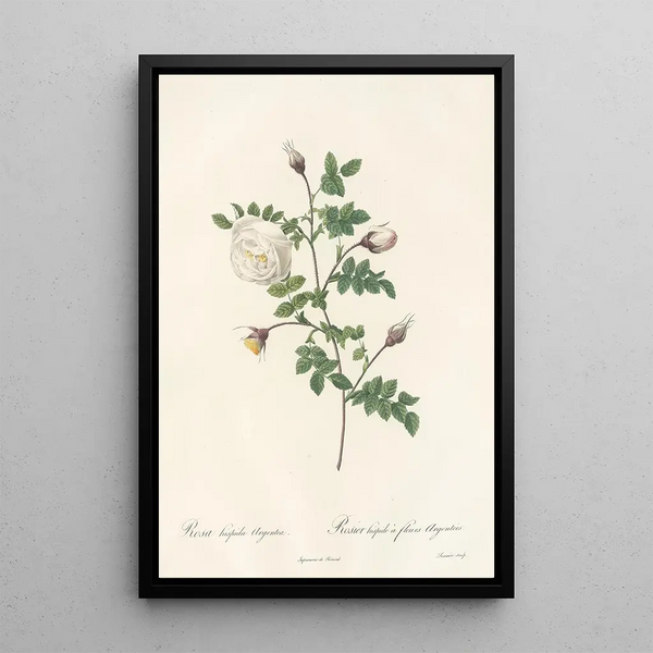 Rosa Hispida Argentea - Pierre Joseph Redouté — framed artwork on a wall