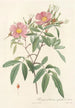 Rosa Hudsoniana Salicifolia - Pierre Joseph Redouté — artwork view