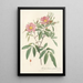 Rosa Hudsoniana Salicifolia - Pierre Joseph Redouté — framed artwork on a wall