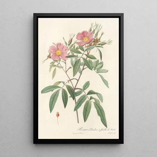 Rosa Hudsoniana Salicifolia - Pierre Joseph Redouté — framed artwork on a wall