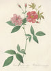 Rosa Hudsoniana Scandens - Pierre Joseph Redouté — artwork view