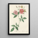 Rosa Hudsoniana Scandens - Pierre Joseph Redouté — framed artwork on a wall