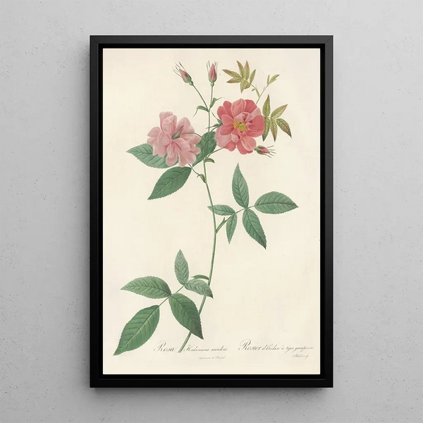 Rosa Hudsoniana Scandens - Pierre Joseph Redouté — framed artwork on a wall