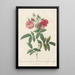 Rosa Hudsoniana Subcorymbosa - Pierre Joseph Redouté — framed artwork on a wall