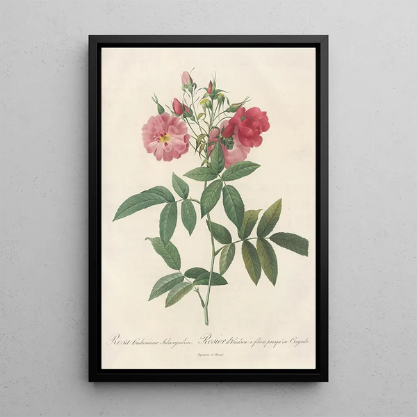 Rosa Hudsoniana Subcorymbosa - Pierre Joseph Redouté — framed artwork on a wall