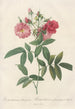 Rosa Hudsoniana Subcorymbosa - Pierre Joseph Redouté — artwork view