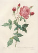Rosa Indica - Pierre Joseph Redouté — artwork view
