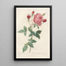 Rosa Indica - Pierre Joseph Redouté — framed artwork on a wall