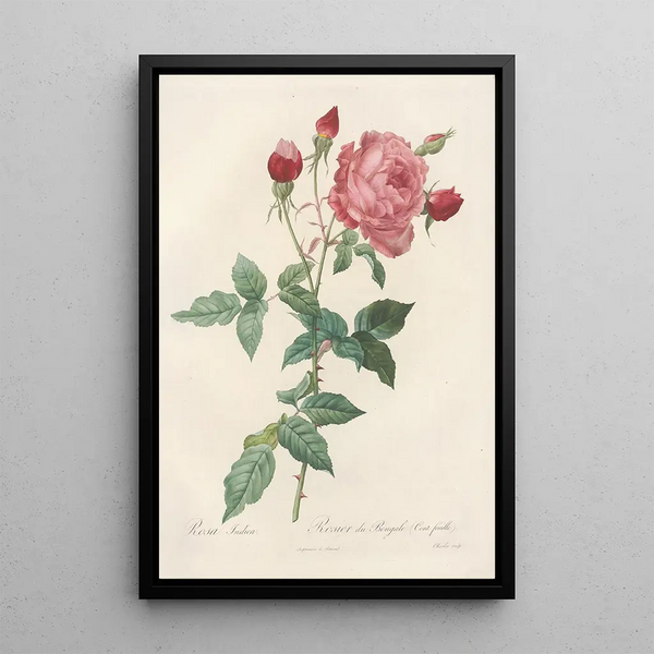 Rosa Indica - Pierre Joseph Redouté — framed artwork on a wall