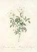 Rosa Indica Acuminata - Pierre Joseph Redouté — artwork view